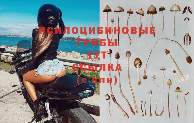 купить наркоту  Каргополь  Галлюциногенные грибы Psilocybe 